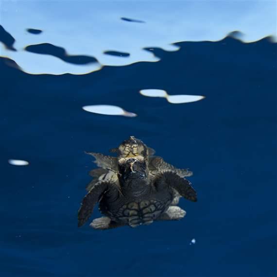 Desktop high seas loggerhead 1x1