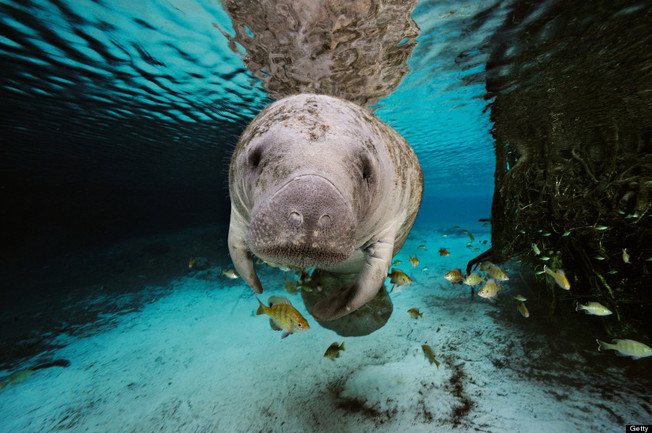 Desktop manatees smart getty