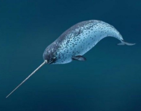 Desktop narwhal bestspots.ngsversion.1482352652320