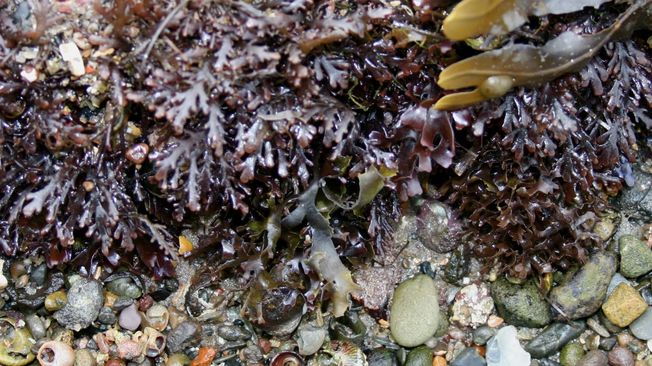 Desktop dulse bacon oregon state university seaweed 2