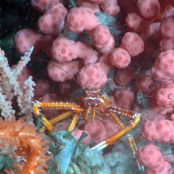 Desktop usoc deepsea corals squatlobster 1x1