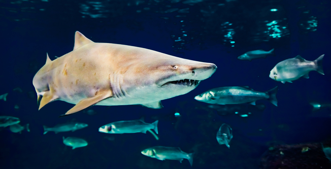 Desktop sand tiger shark cropped