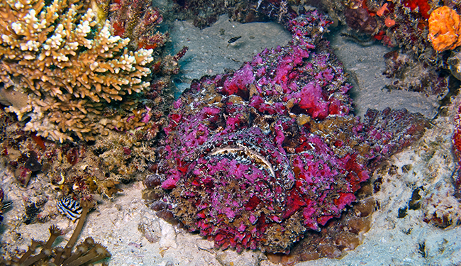 Desktop stonefish1