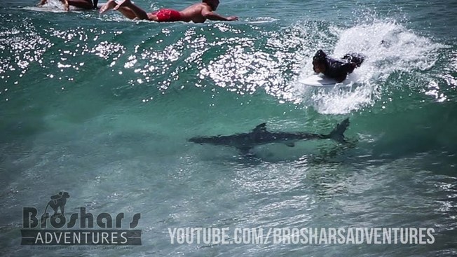 Desktop shark filmed among surfers at by