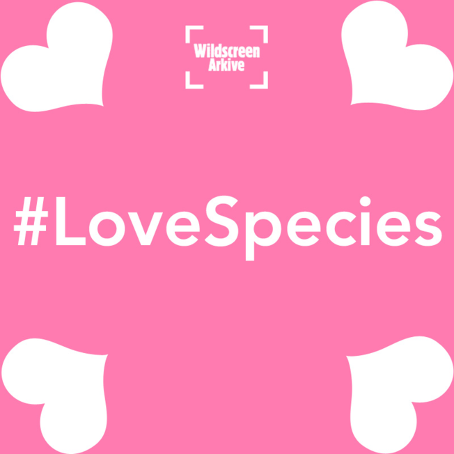 Desktop love species logo 2017