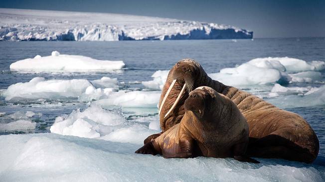 Desktop walrus 1920