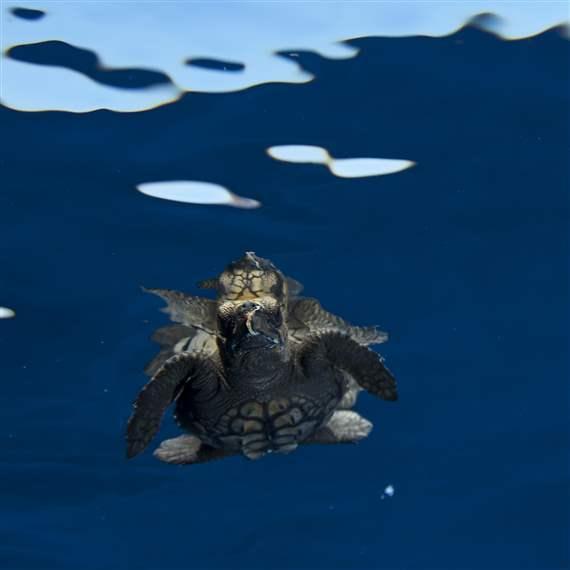 Desktop high loggerhead sea turtle 1x1