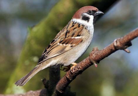 Desktop sparrow sorrow