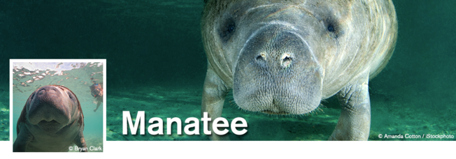 Desktop manatee