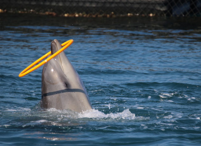 Desktop dolphins in captivity 830x604