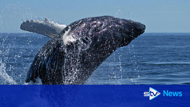 Desktop 99781 humpback whale one like this is trapped off shetland