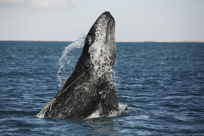 Desktop gray whale