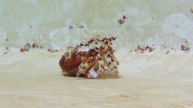 Desktop 170608 cuttlefish hermit crab impression vin spd 640x360 963176003755