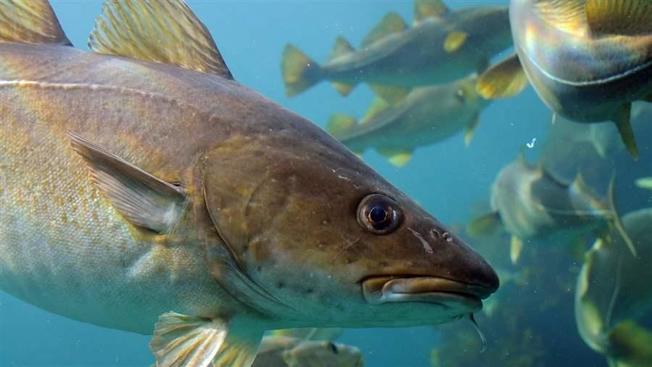 Desktop cp to end overfishing in eu ministers must follow the science 16x9