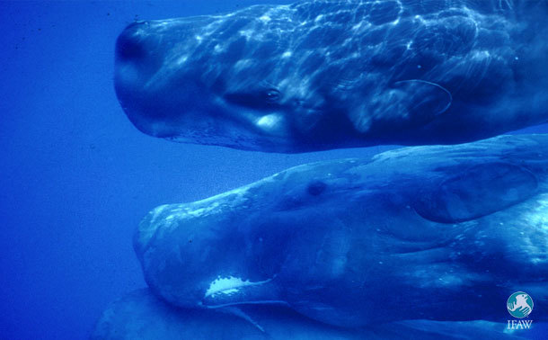 Desktop sperm whales