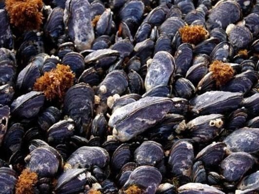 Desktop ocean acidification mussels 4x3