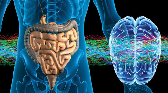 Desktop brain gut connection