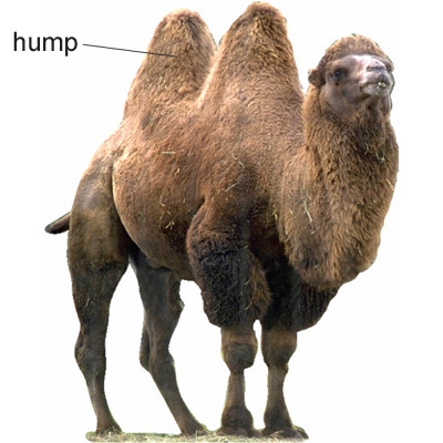Desktop hump