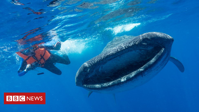 Desktop  99866744 whalesharkinislamujeresmexico drsimonpiercemarinemegafaunafoundation 3