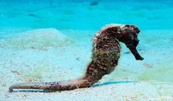 Desktop seahorse while diving in utila