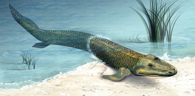 Desktop walkingfishh