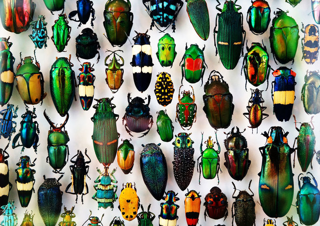 Desktop istock 511121338 beetles web