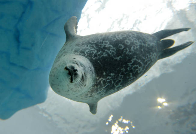 Desktop ringed seal swims kazuhiro nogi afp getty