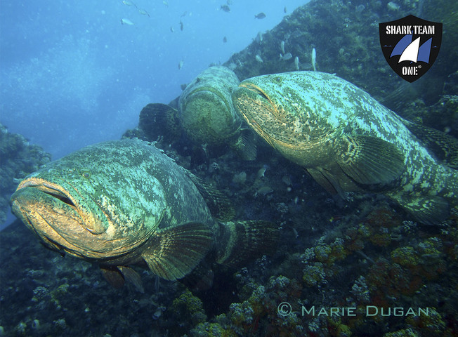 Desktop shark team one marie dugan photo 1