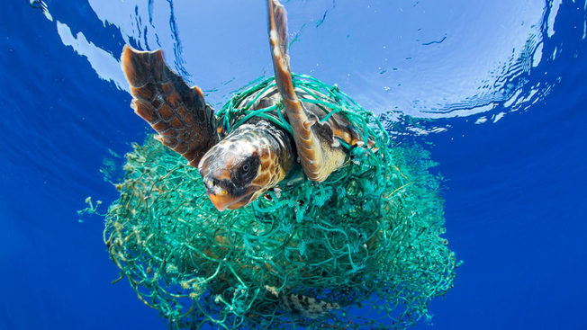 Desktop toc entangled turtle by francis perez 1024x576