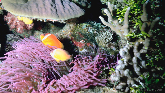 Desktop coral reefs being destroyed