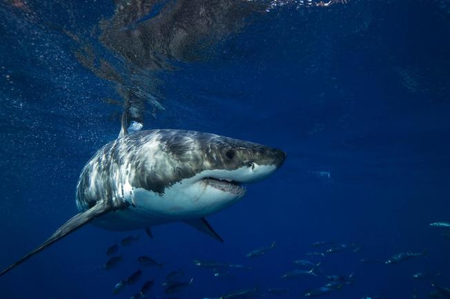 Desktop 02 shark bycatch nationalgeographic 1259781.ngsversion.1525901411684.adapt.1900.1
