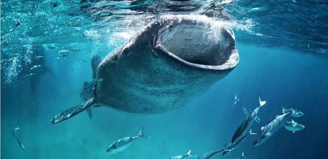 Desktop whale sharks hotspots