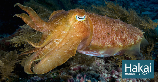 Desktop facebook cuttlefish mimic 2