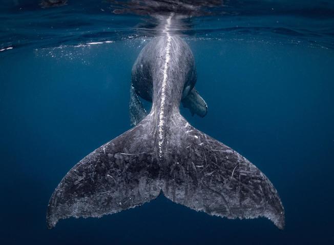 Desktop calf whale tail.ngsversion.1530189121218.adapt.1900.1