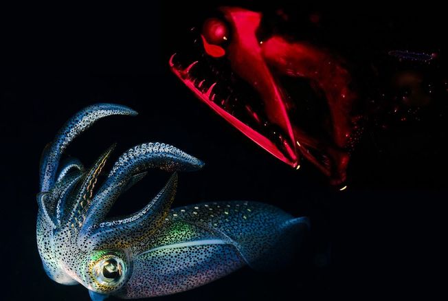 Desktop squid2