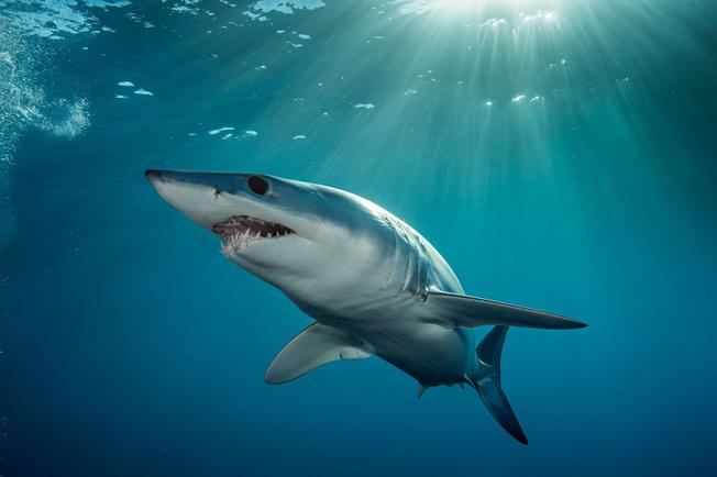 Desktop 01 og sharks you never heard of nationalgeographic 2641251.ngsversion.1531906206055.adapt.1900.1