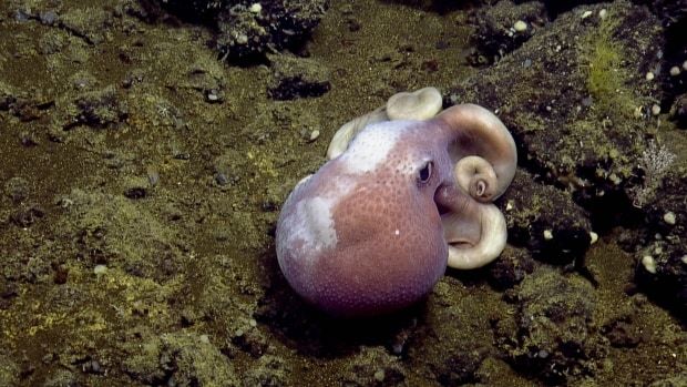 Desktop octopus b c seamount