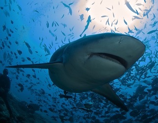 Desktop sharkey 1