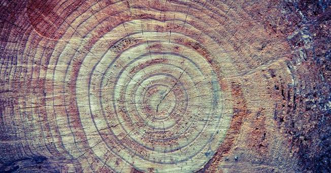 Desktop rings of a redwood tree picture id918782362