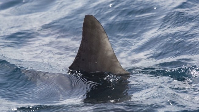 Desktop shark fin shark generic.jpg.hashed.7beaed83.desktop.story.share