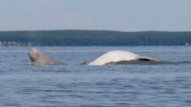 Desktop beluga whale research