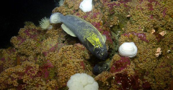 Desktop seamounts.jpg.600x315 q80 crop smart