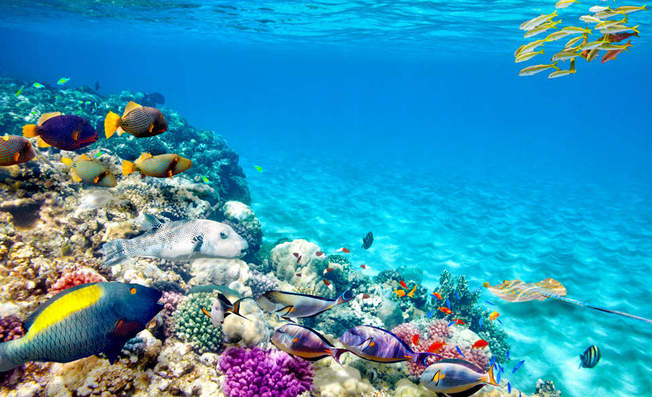 Desktop coral reef brian kinney sstock