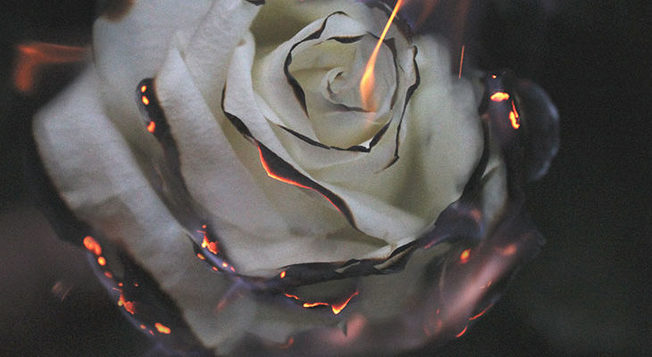 Desktop burningrose 730x400