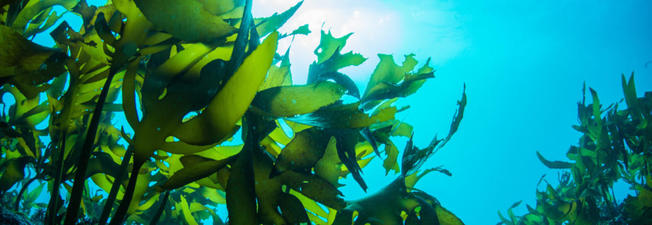 Desktop marinomed seaweed cover comp