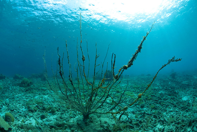 Desktop coral bleaching