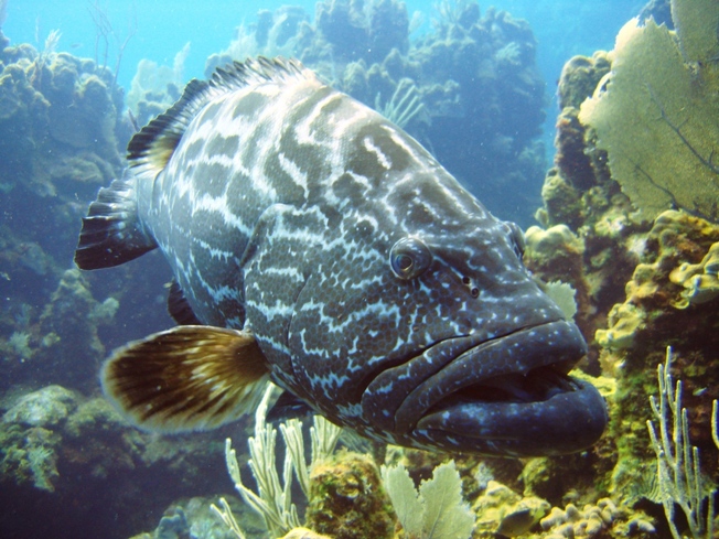 Desktop grouper
