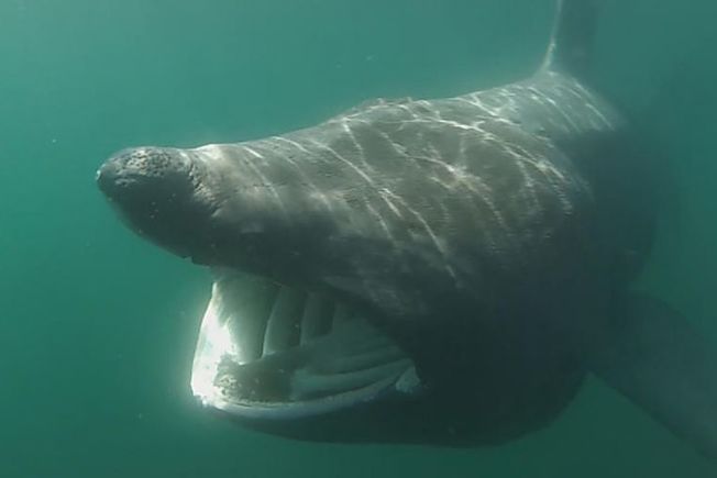 Desktop yq baskingshark 19082019