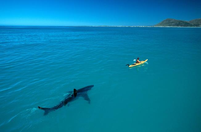 Desktop white shark kayak peschak03.ngsversion.1531830602269.adapt.1900.1
