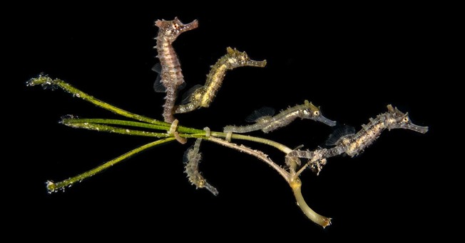 Desktop winner small exotic animal 5 baby seahorses with one upside down fb